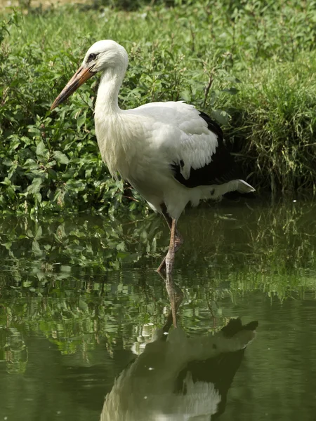 Many Storks in germany — Stock Photo, Image