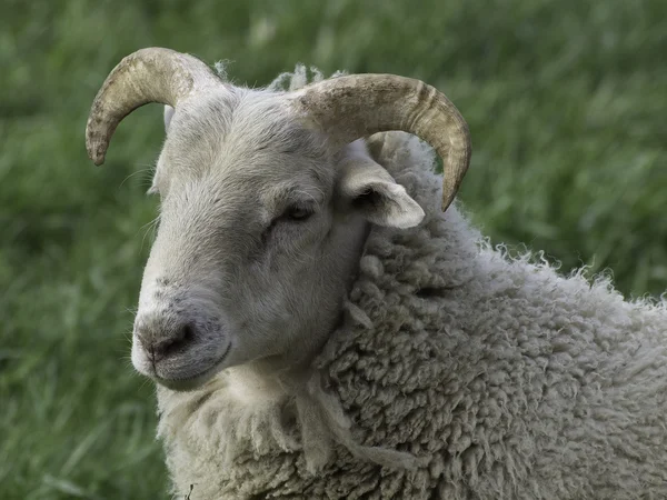 在德国的许多绵羊 — 图库照片