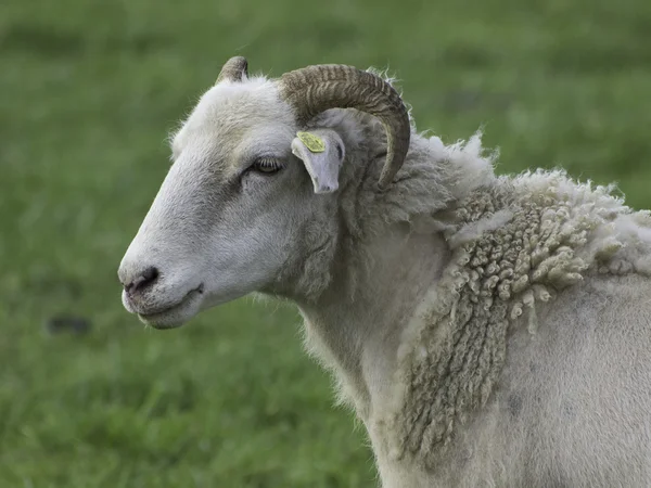 Beaucoup de moutons en Allemagne — Photo