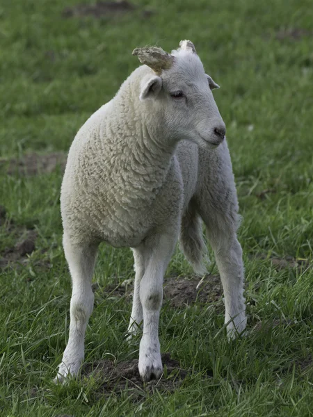 Vele sheeps in Duitsland — Stockfoto