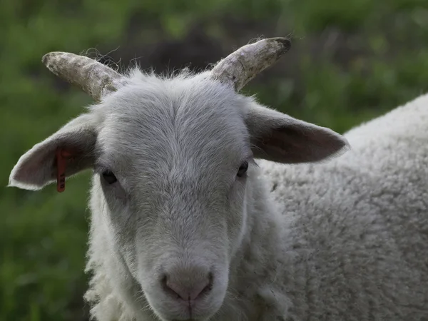 Beaucoup de moutons en Allemagne — Photo