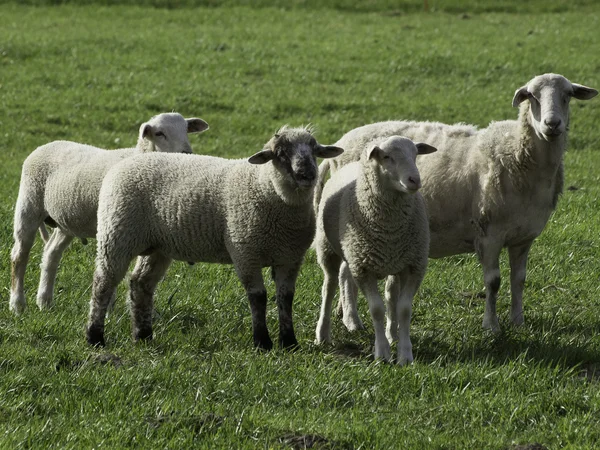 ドイツで多くの羊 — ストック写真
