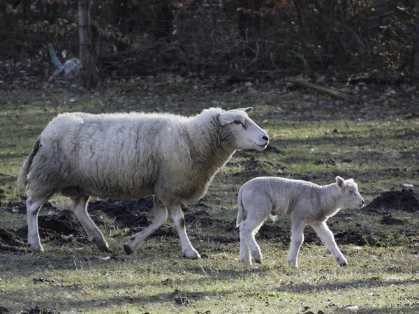 Många fåren i Tyskland — Stockfoto