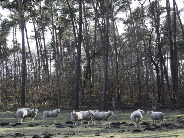 Muitas ovelhas na alemanha — Fotografia de Stock