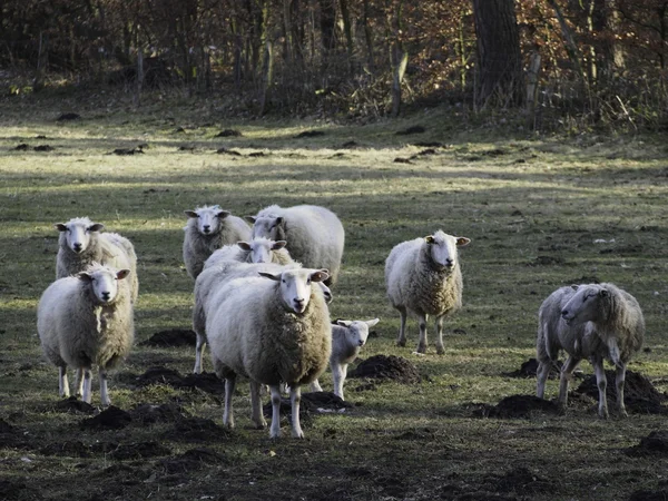 Många fåren i Tyskland — Stockfoto