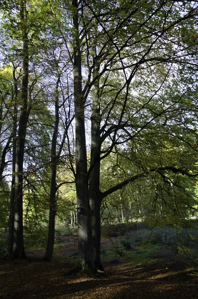 Burg Raesfeld — Stockfoto