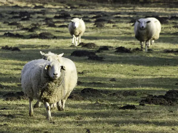 ドイツの羊 — ストック写真