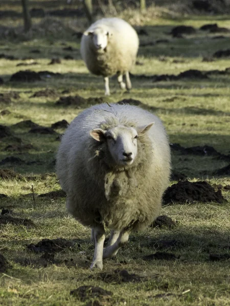 Moutons en Allemagne — Photo