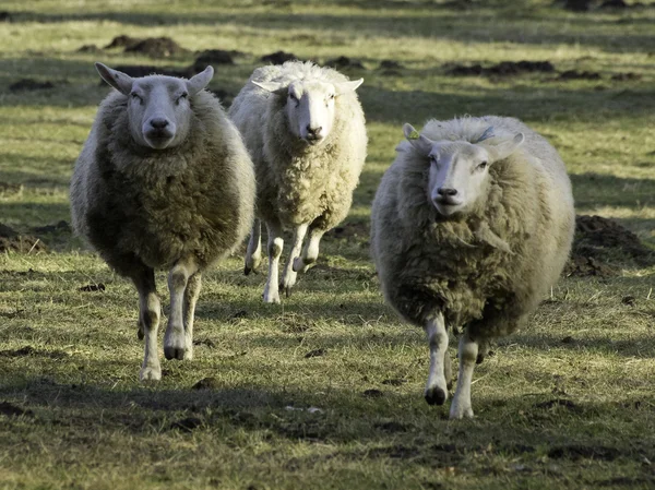 Moutons en Allemagne — Photo