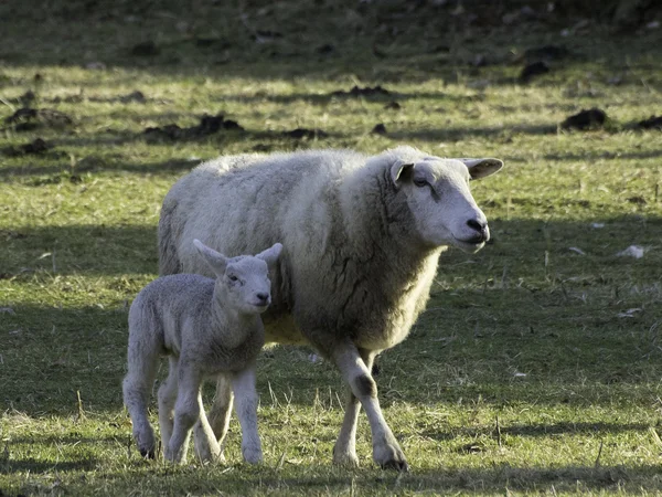 Moutons en Allemagne — Photo