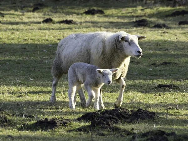 Овцы в Германии — стоковое фото
