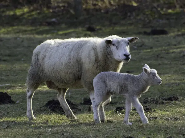 Moutons en Allemagne — Photo