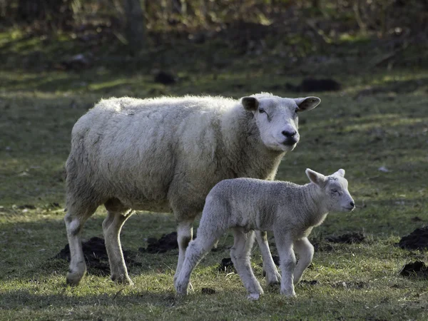 Moutons en Allemagne — Photo