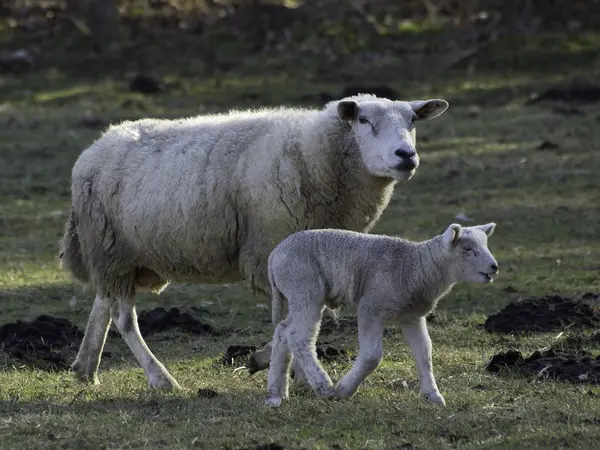 Moutons en Allemagne — Photo