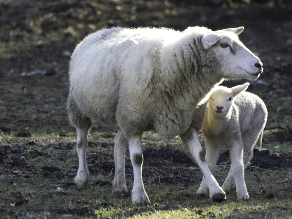 Moutons en Allemagne — Photo