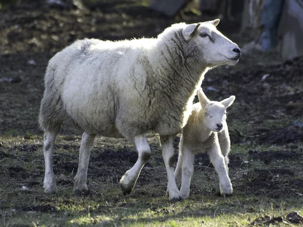 Schafe in Deutschland — Stockfoto