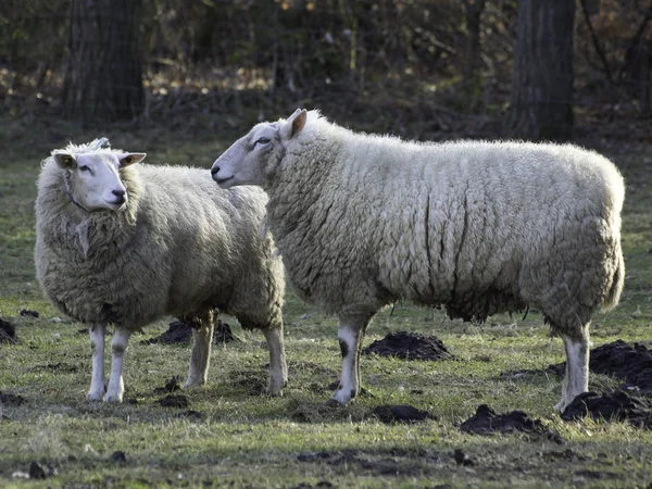 Sheeps in Duitsland — Stockfoto