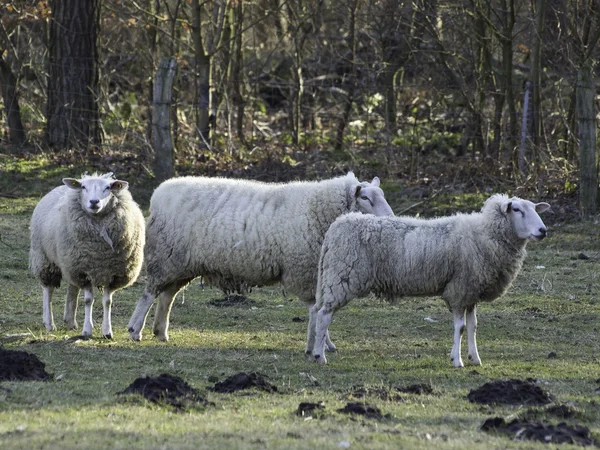 Sheeps in germany — Stock Photo, Image