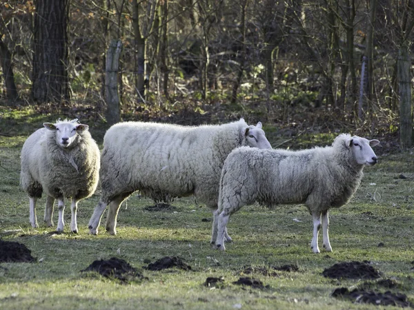 Ovelhas na Alemanha — Fotografia de Stock