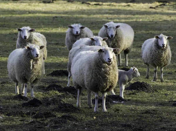 Sheeps in Duitsland — Stockfoto