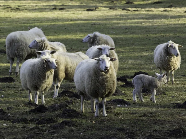 Koyunları Almanya — Stok fotoğraf
