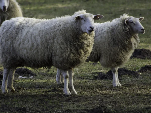 Sheeps in Duitsland — Stockfoto