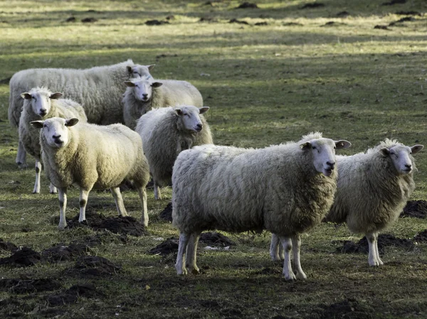 冬の羊 — ストック写真