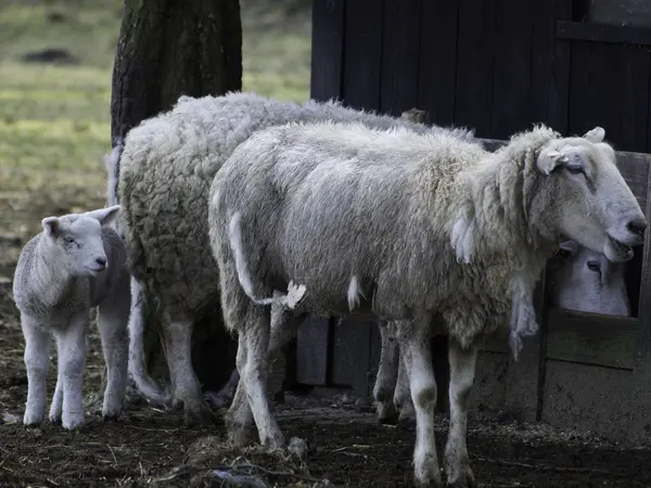 Sheeps in the winter — Stock Photo, Image