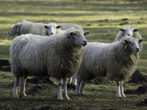 Sheeps in de winter — Stockfoto