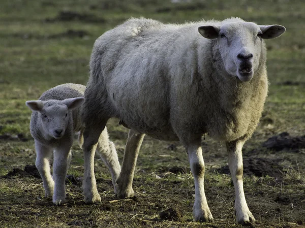 Sheeps in the winter — Stock Photo, Image