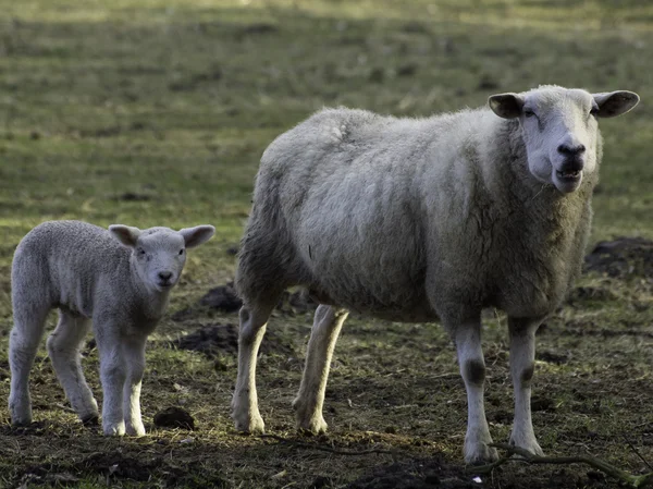 Sheeps in the winter — Stock Photo, Image