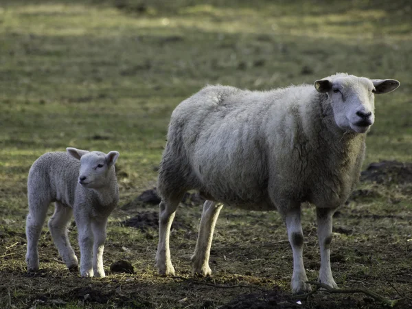 Sheeps in de winter — Stockfoto