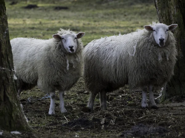 Sheeps in de winter — Stockfoto