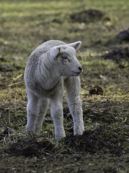 Pecore in Germania — Foto Stock