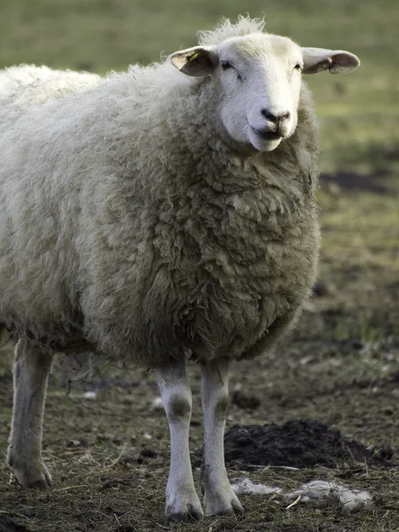 Ovce v Německu — Stock fotografie