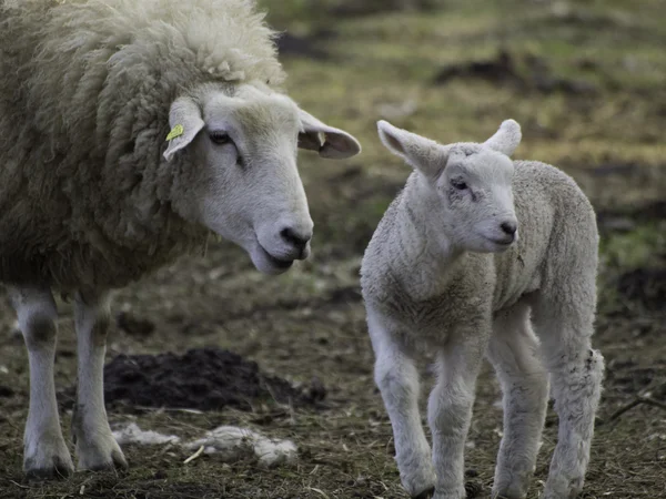 Овцы в Германии — стоковое фото
