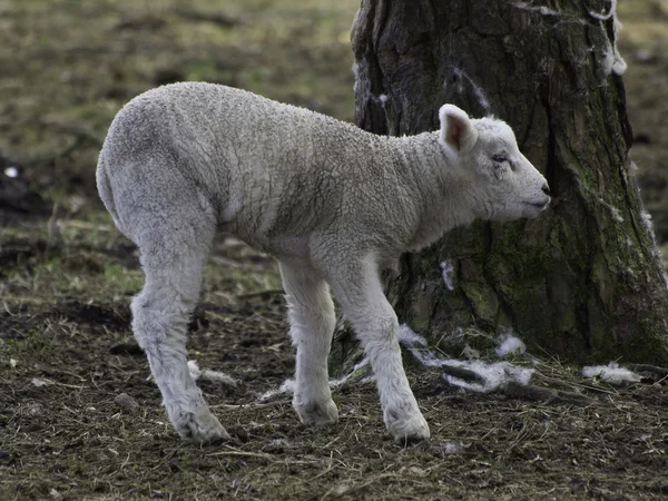 Fåren i Tyskland — Stockfoto