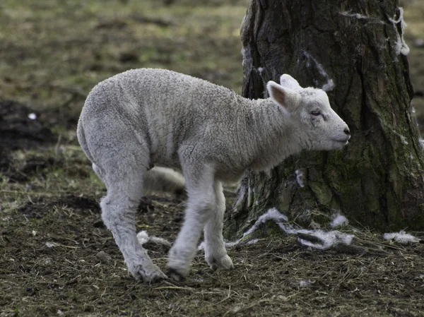 Owce w Niemczech — Zdjęcie stockowe
