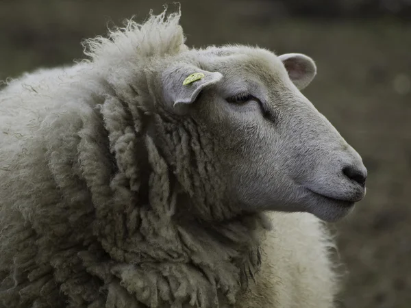 Sheeps in Duitsland — Stockfoto