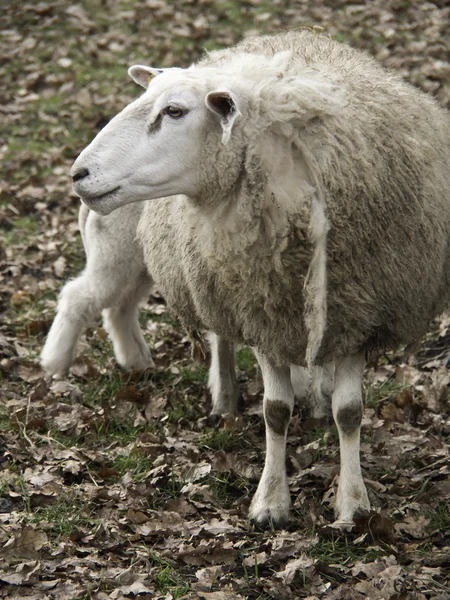 Pecore in Germania — Foto Stock