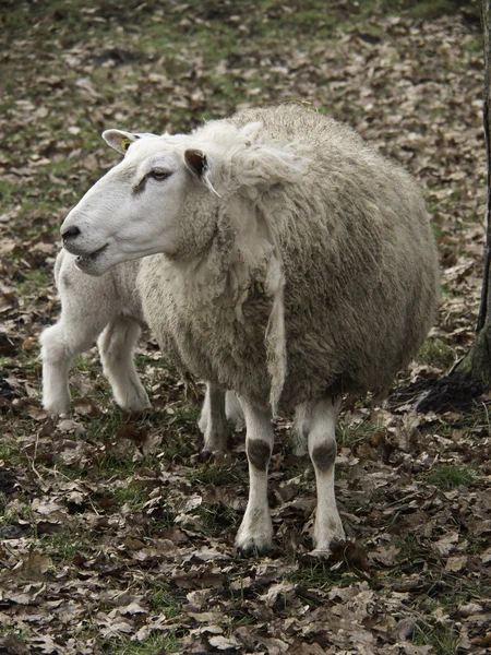 Sheeps in Germany — Stock Photo, Image