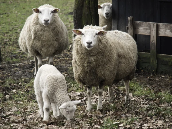 Sheeps in Germany — Stock Photo, Image