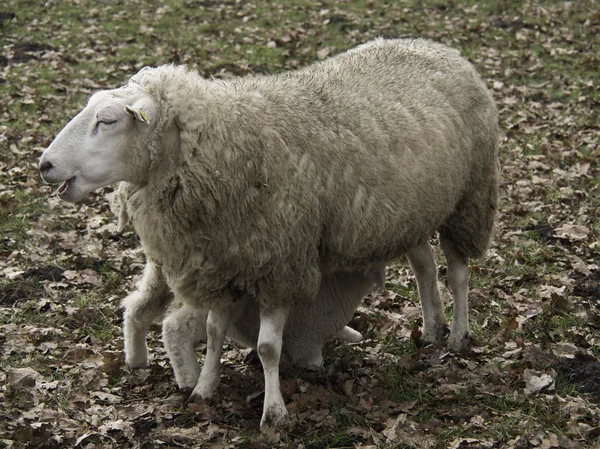 Pecore in Germania — Foto Stock