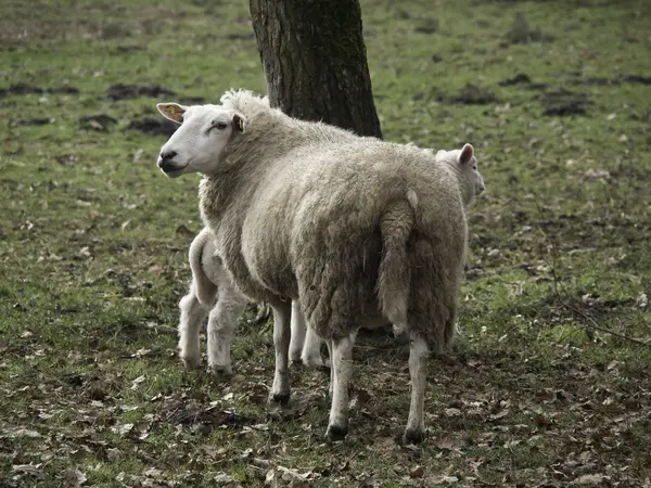 Pecore in Germania — Foto Stock