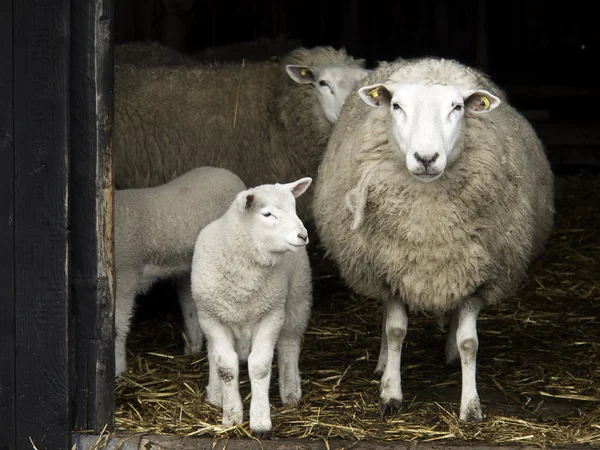 Sheeps in Germany — Stock Photo, Image