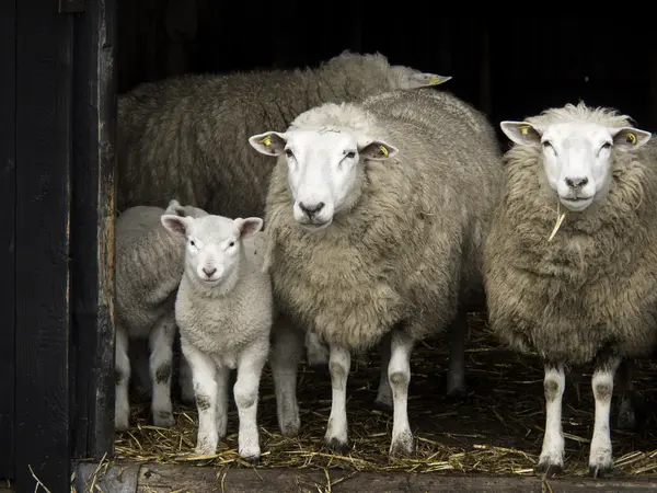 Sheeps in Germany — Stock Photo, Image