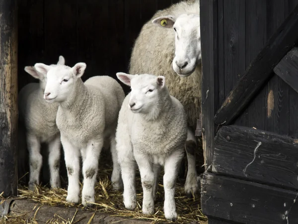 Sheeps in Germany — Stock Photo, Image