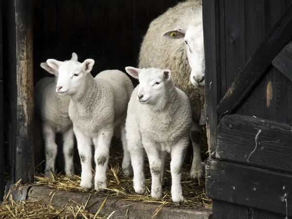 Sheeps in Germany — Stock Photo, Image