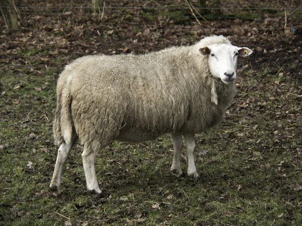 Sheeps in Germany — Stock Photo, Image