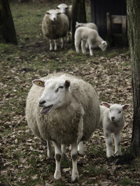 Sheeps in Germany — Stock Photo, Image